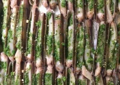 Couteaux en persillade