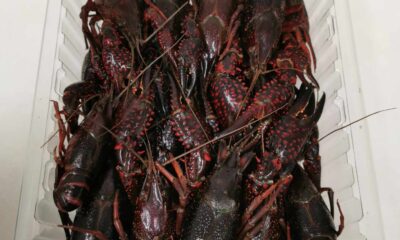 Ecrevisses de Louisiane - Par décision du 22/01/26 annulation de l'arrêté autorisant la commercialisation de l'écrevisse rouge.