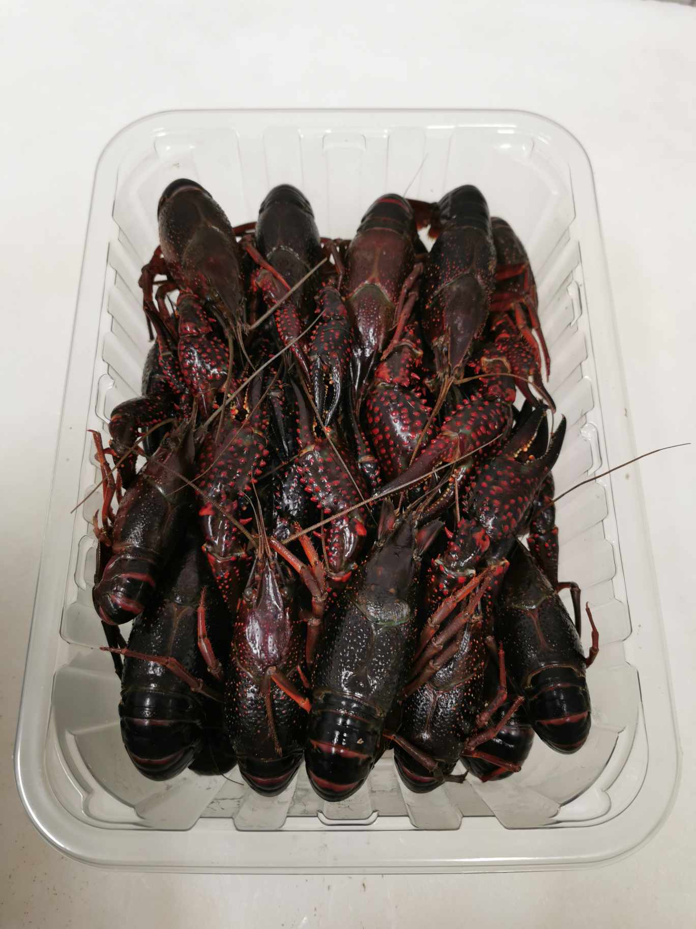 Ecrevisses de Louisiane - Par décision du 22/01/26 annulation de l'arrêté autorisant la commercialisation de l'écrevisse rouge.