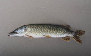 Brochet